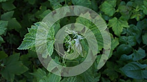 Currant bush affected by a pest mite. Photo