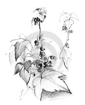 Currant bush sketch