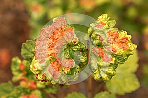 Currant disease in which red spots appear on the leaves. Anthracnose