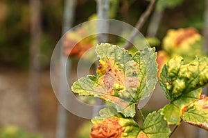 Currant disease in which red spots appear on the leaves. Anthracnose