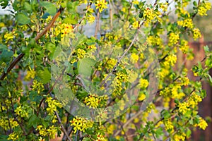Currant flowering bush. Yellow flowers