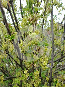 currant. flowering currants. Spring.berries.