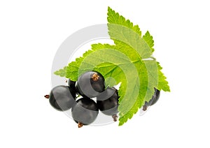 Currant with green leaf isolated on white. Fresh black berry cu