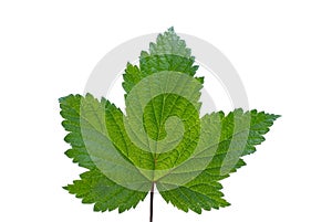 Currant leaf