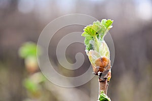 Currant-leaf-burgeon bokehcurrant leaf burgeon bokeh