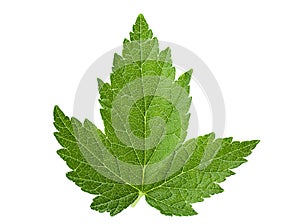 Currant leaf isolated