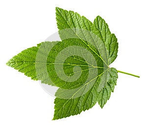 Currant leaf isolated