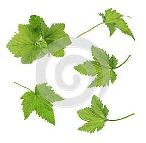 Currant leaf isolated