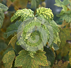 Currant leaves affected by gall aphids close - up view