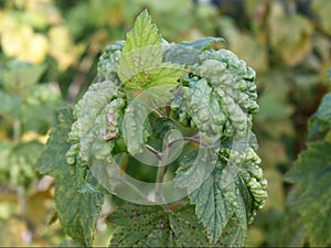 Currant leaves affected by gall aphids close - up view