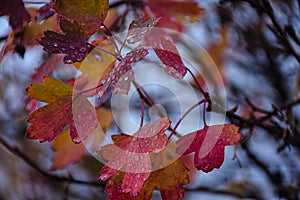 Currant Leaves In Autumn