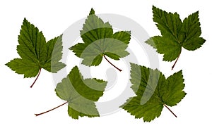 Currant leaves, black currant, leaves on a white background