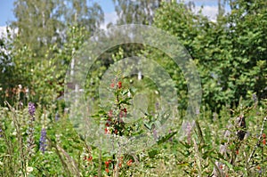 Currant in overgrown garden