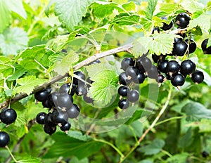 Currant plant. Black currants on a branch in the garden.