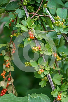 Currant plant with ripe red fruits, Ribes petraeum Wulfen, from the Grossulariaceae family