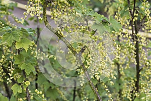 Currant Plant unripe raw red white currants fruit bio organic backyard healthy outdoor produce germany macro close up