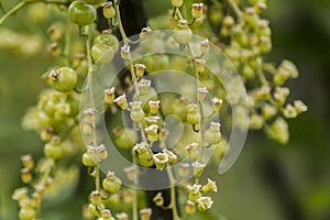 Currant Plant unripe raw red white currants fruit bio organic backyard healthy outdoor produce germany macro close up