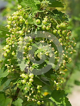 Currant Raceme Unripe