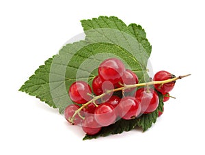 Currant red redcurrant photo