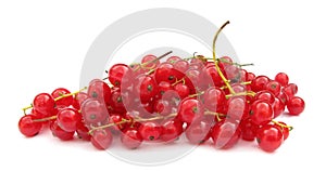 Currant red redcurrant