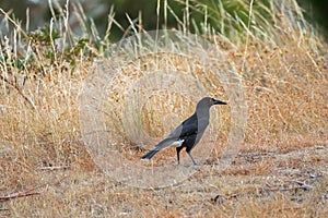 Currawong black passerine bird with yellow eyes crow-shrikes, b