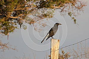 Currawong black passerine bird with yellow eyes known as crow-s