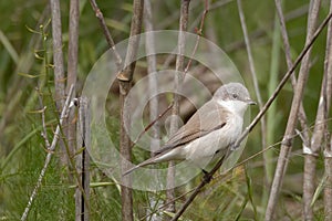 Curruca curruca, Sylvia curruca, with the common name Lesser Whitethroat, small brownish-gray warbler, family Sylviidae