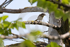 Curruca curruca on tree