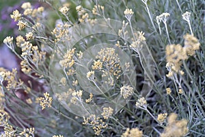 Curry garden plant with yellow buds blooming - close up macro in a cottage garden - Helichrysum italicum plant