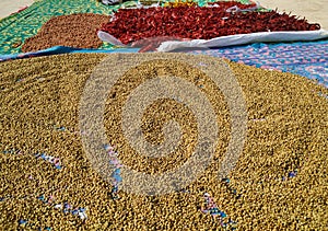 Curry Items like dhaniya, mirchi, roasted gram or Spices arranged for dry in a sunlight to moisture reduce