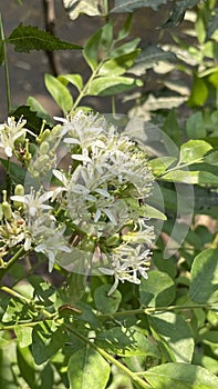 Curry Leaf tree with white flowers