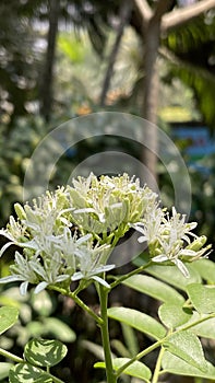 Curry Leaf tree with white flowers