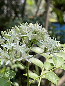 Curry Leaf tree with white flowers