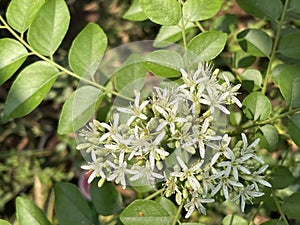 Curry Leaf tree with white flowers