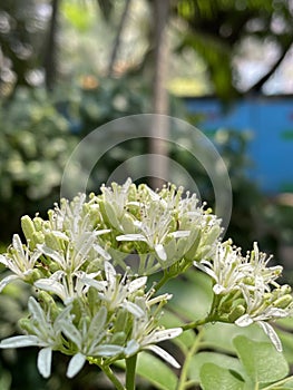 Curry Leaf tree with white flowers