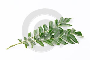 Curry leaves photo