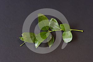 Curry Leaves In Black Background