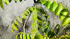 Curry leaves in bright sun