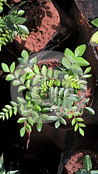 Curry leaves of curry tree also known as Murraya koenigi and kadi patta closeup view for multipurpose use