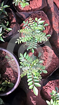 Curry leaves of curry tree also known as Murraya koenigi and kadi patta closeup view for multipurpose use