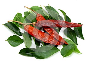 Curry leaves and dry red chilies photo