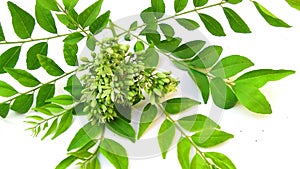 Curry leaves and flowers
