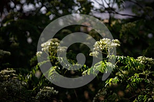 Curry leaves - kadhi patta with flowers in morning sun on dark background