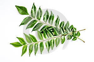 Curry leaves - karapincha (Murraya koenigii)