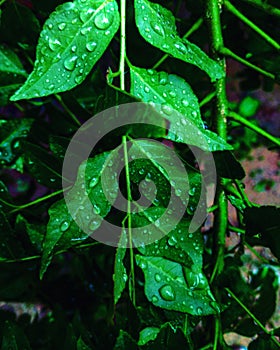 Curry leaves after rain