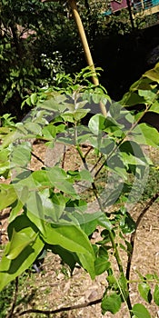 Curry leaves used in indian vegitarian foods