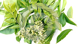 Curry or mitha neem leaves flowers