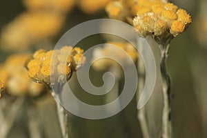 Curry plant flower