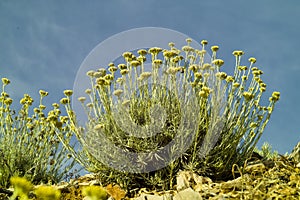 Curry plant (Helichrysum italicum) photo