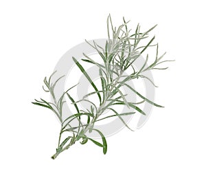 Curry plant isolated on white